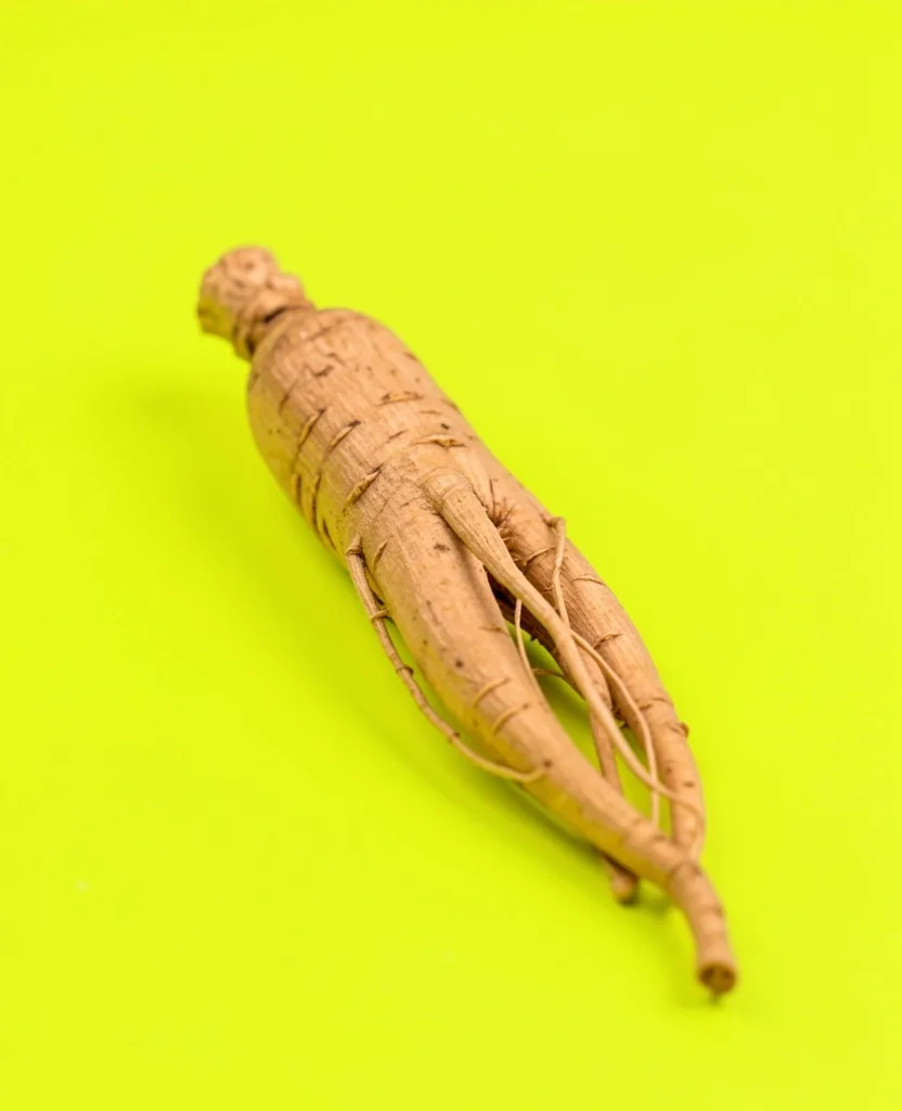 Macro botanical specimen of ginseng root on a lime-colored surface